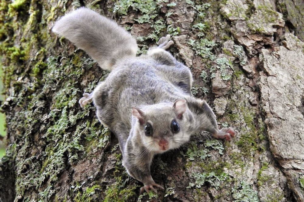 A Flying Squirrel leaps from branch to branch under the cover of night in Bach Ma National Park