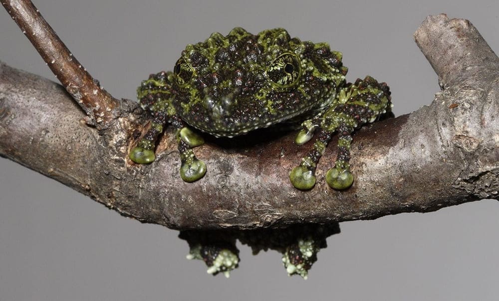 A Vietnamese Mossy Frog blends seamlessly into the forest floor with its moss-like skin