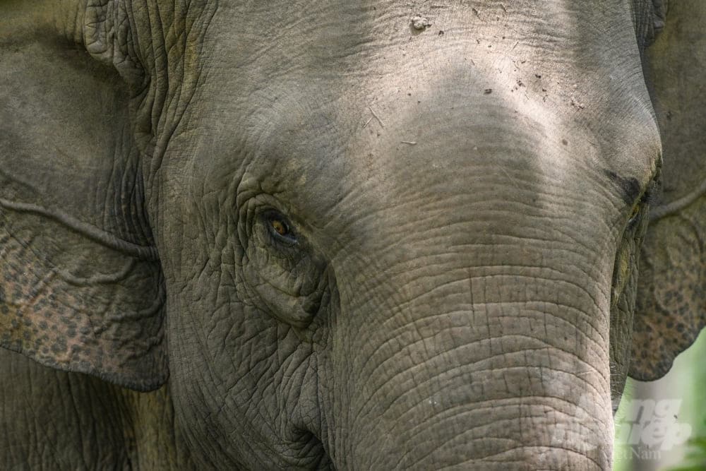 Asian elephants ethically at Yok Don National Park, Dak Lak, Vietnam