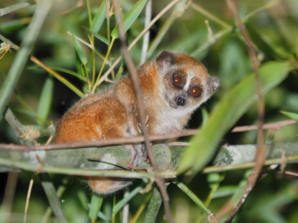 Cat Tien National Park received a rescued pygmy slow loris in 2024