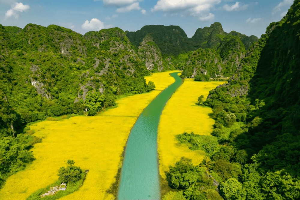 Autumn paints Ninh Binh in golden tones and sunlit rice paddies stretching to the horizon (Source: Fanpage Tam Coc Scenic Area - Khu du lịch Tam Cốc)