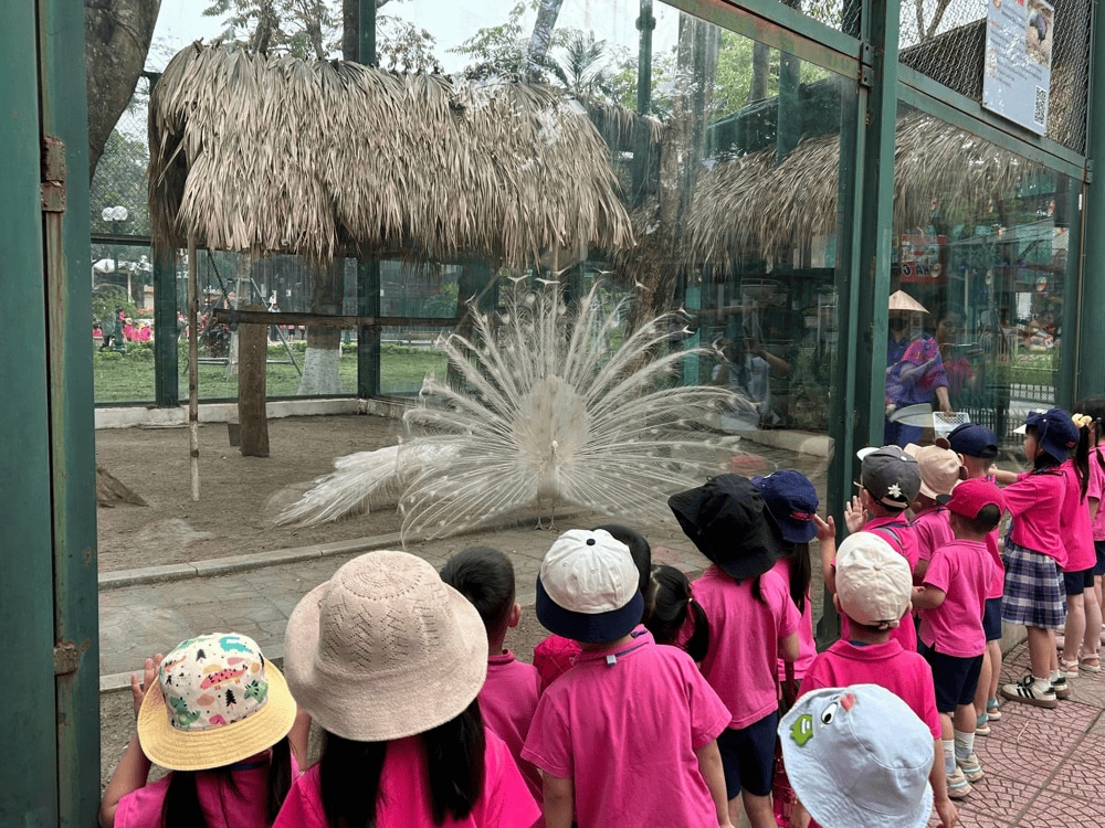 Always stay at a safe distance to respect the animals' space (Source: Fanpage VƯỜN THÚ HÀ NỘI)