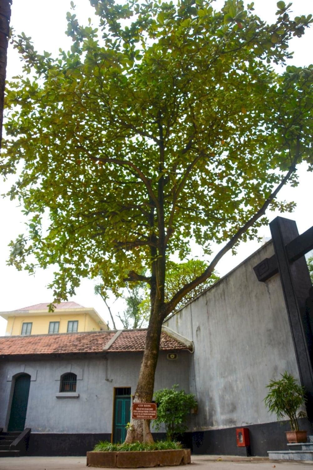 The Banyan Tree was a great emotional embrace to the prisoners