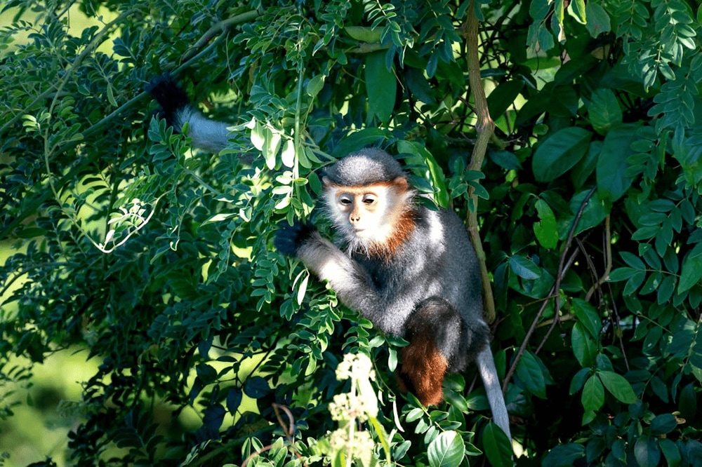 The rare red-shanked douc langur being conserved on the Son Tra Peninsula (Source: Pexels)