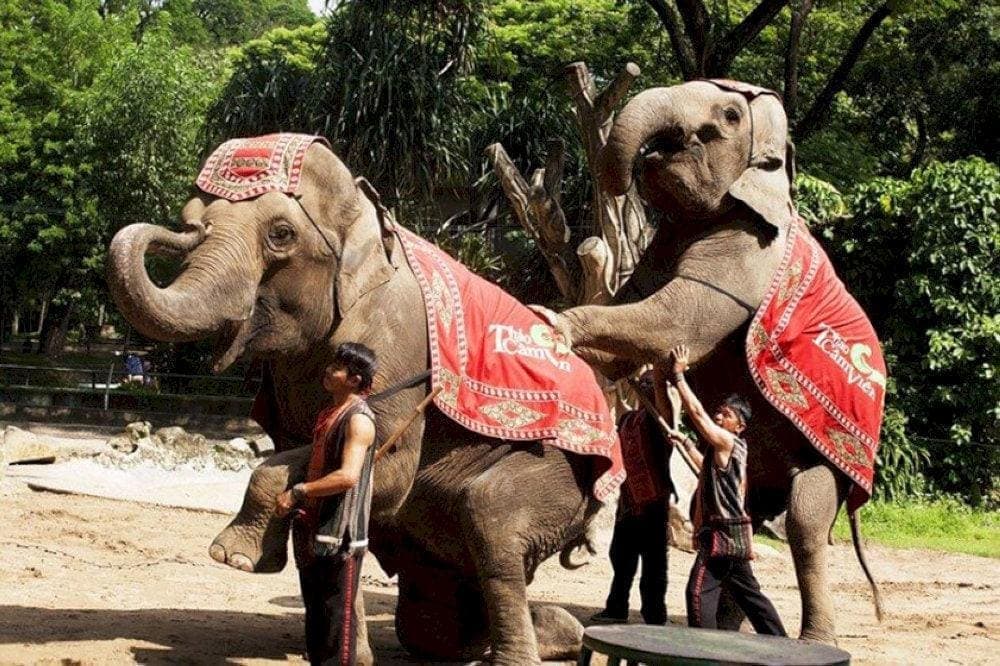 Visitors will have the opportunity to enjoy impressive performances by various animals