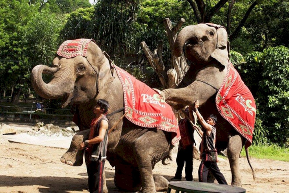 Visitors will have the opportunity to enjoy impressive performances by various animals 