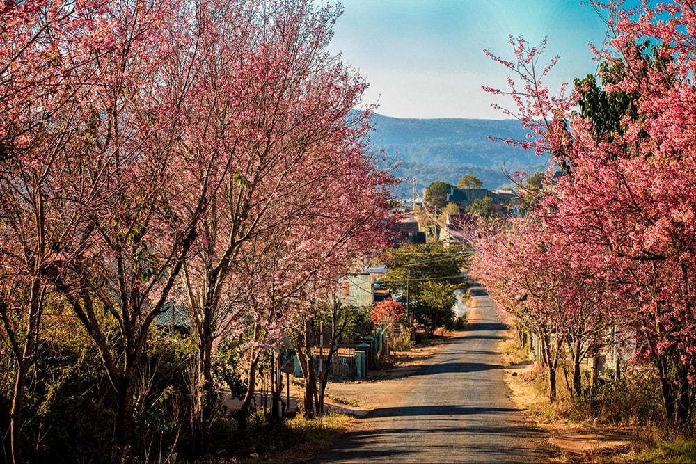 Prunus cerasoides in full blossom during Spring